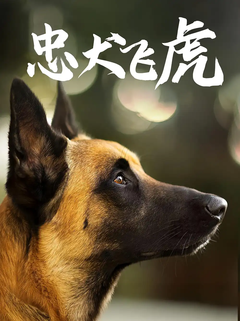 短剧《忠犬飞虎》高清完整版全集免费观看